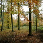 Herbst - free autumn screensaver