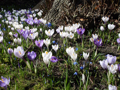 Bildschirmschoner Frühling kostenlos