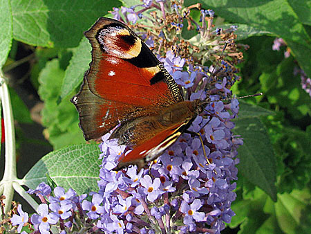 Schmetterlinge – free Butterflies Screensaver