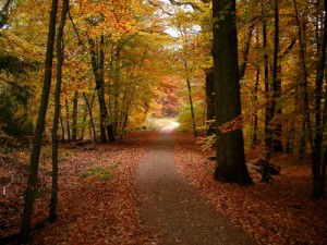 Herbst Bilder Herbstlaub – autumn leaves