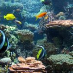 Aquarium Bildschirmschoner