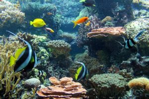 Aquarium Bildschirmschoner kostenlos