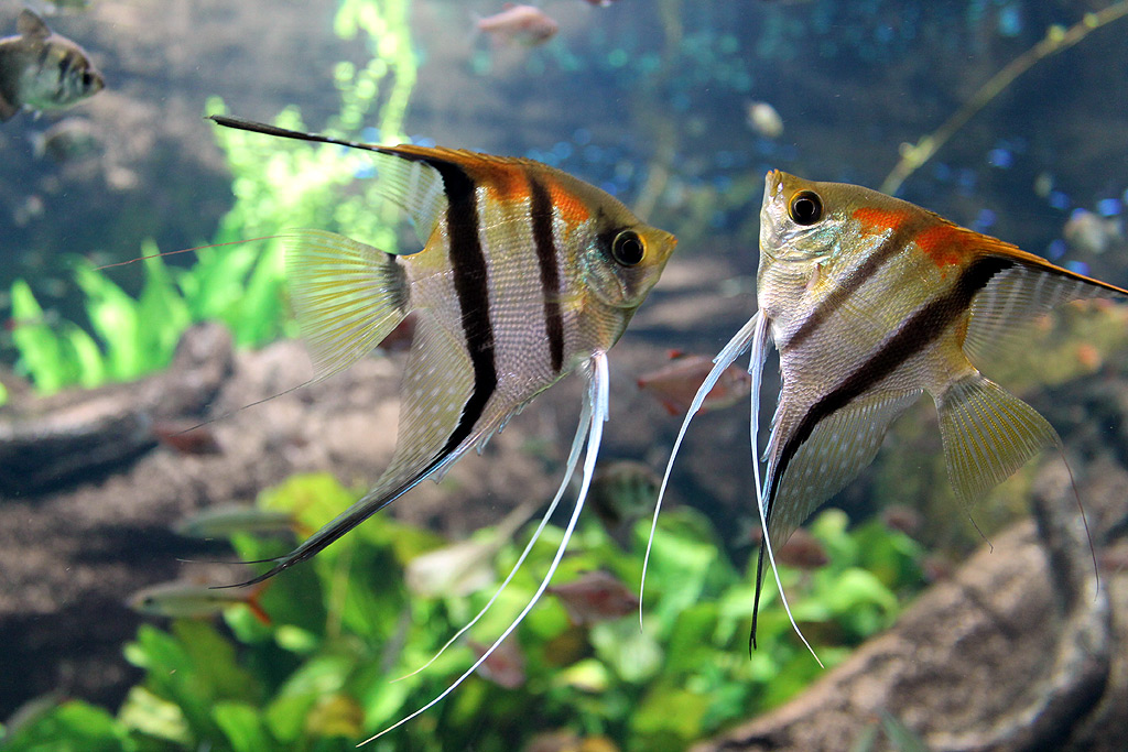 Bildschirmschoner Aquarium Bildschirmschoner Kostenlos